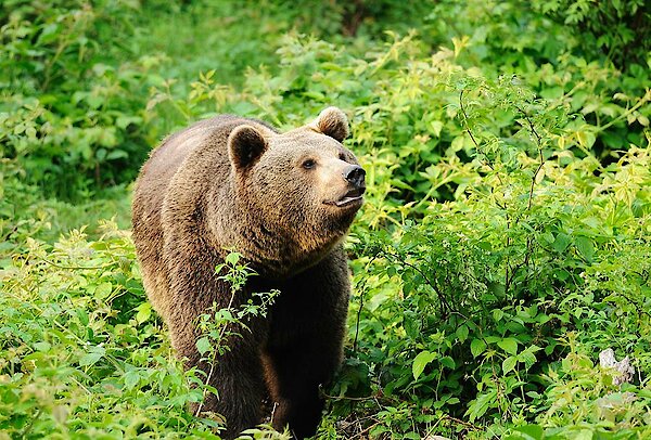 Braunbär im Nationalpark Bayerischer Wald